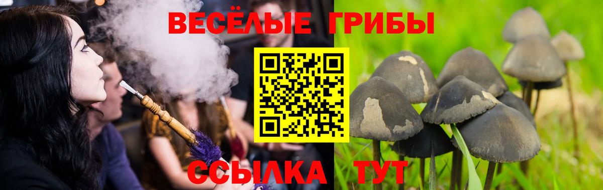 Псилоцибиновые грибы Psilocybe Домодедово